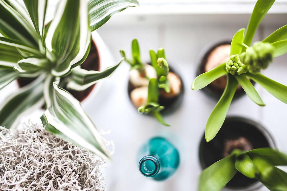 Overhead view of various green potted plants and a small teal glass bottle on a white surface, fresh and calm mood